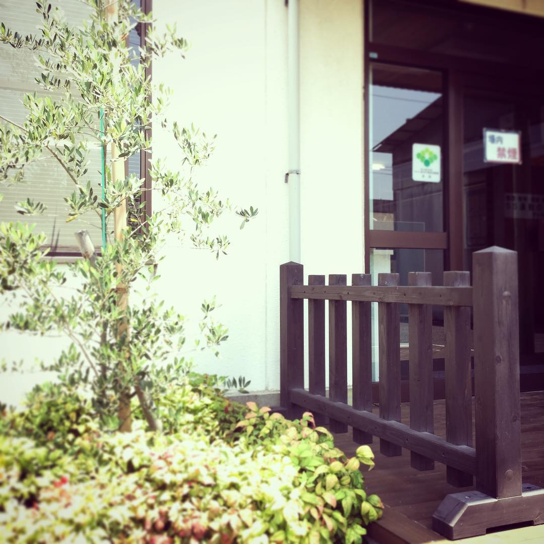 岡山事業所の河本です。今年一番の暑さですが植物はイキイキしています。木製人どめ柵は植物の自然に寄り添うよう優しく進入防止しています。#さんもく工業#木材#木製 #植物 #植物のある暮らし #オリーブ – Instagram