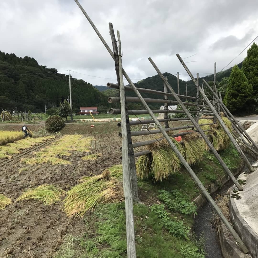 隠岐営業所の齋藤です。連休は稲刈りでした。稲は『はでば』に掛け干し、自然乾燥します。今年は天候に恵まれ豊作でしたが収穫前の長雨で田んぼが柔らかくなり稲を運ぶのに苦戦しました。乾燥まで台風で倒れないよう注入足場丸太が活躍します。新米が食べれるまで１ヶ月待ち遠しいなあ #さんもく工業 #木材 #稲刈り  #自然乾燥  #防腐木材 #注入足場丸太 #隠岐の島 #隠岐諸島 #島根県 – Instagram