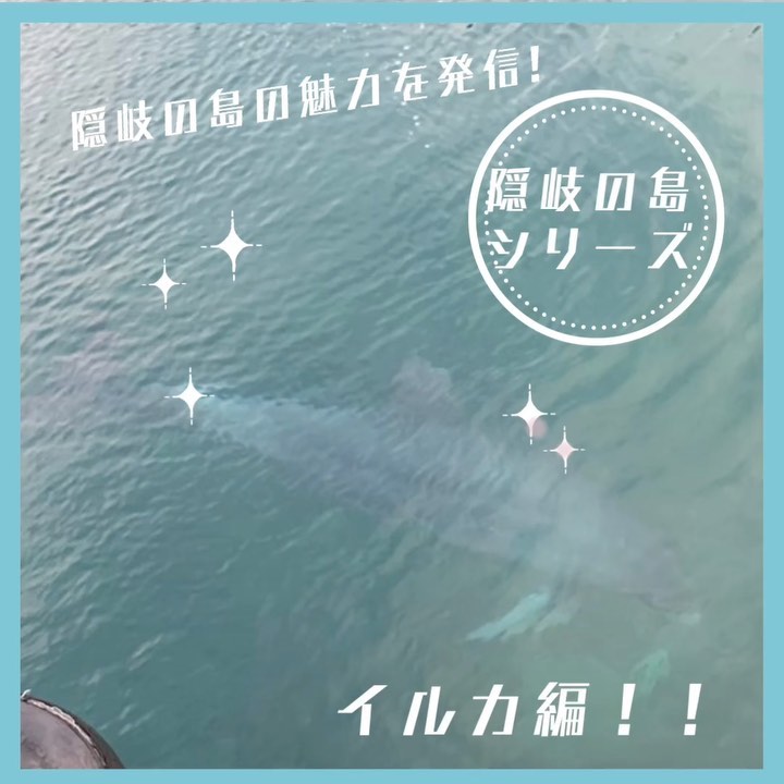 隠岐　西ノ島にあります島前出張所は自然豊かなところです数年前から地元のみんなに可愛がられて西ノ島にいるイルカをご紹介今の時期はイカ🦑や小魚を追いかけて沢山イルカが来ます♪#岡山#島根#隠岐#ウッディ #木のある暮らし #木材防腐 #行事 #海#海士町#プレカット#注入木材 #遊具 #イカ#さんもく工業#イルカ#西ノ島#隠岐汽船 – Instagram